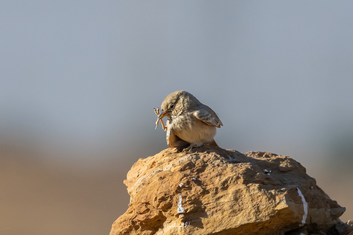 Desert Lark - ML647755504