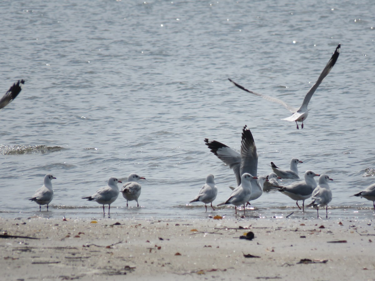 Brown-headed Gull - ML647755505