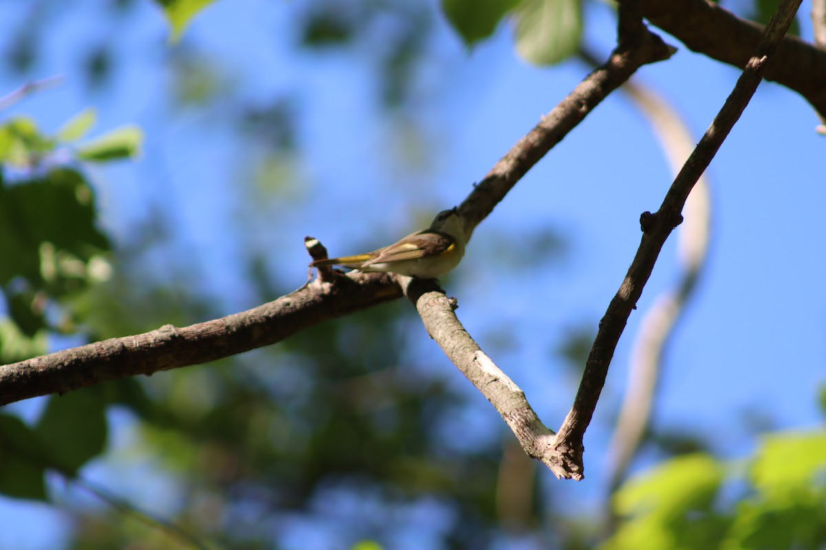 American Redstart - ML647755506