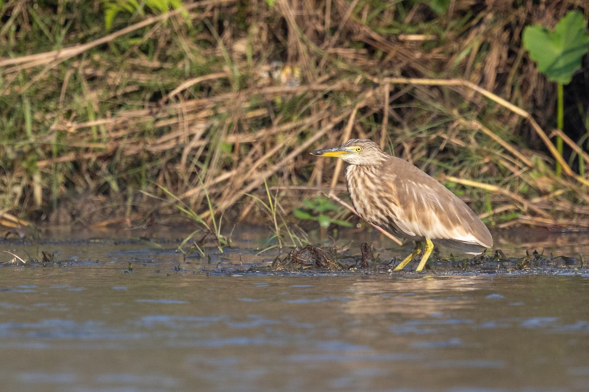 Indian Pond-Heron - ML647755507