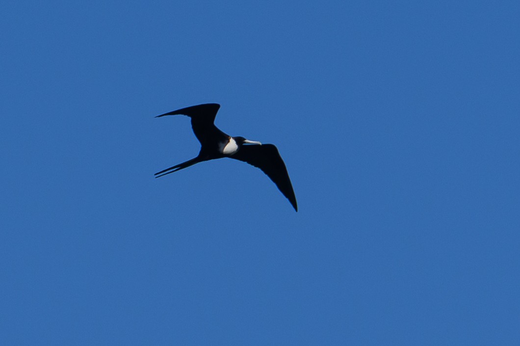 Magnificent Frigatebird - ML647755508