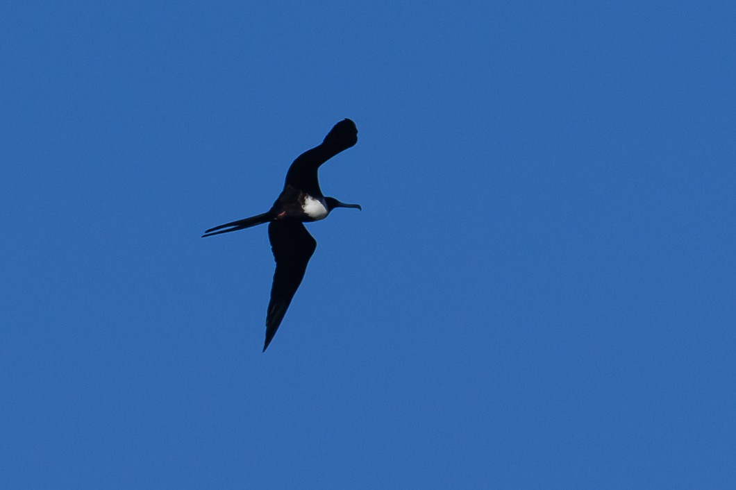 Magnificent Frigatebird - ML647755509