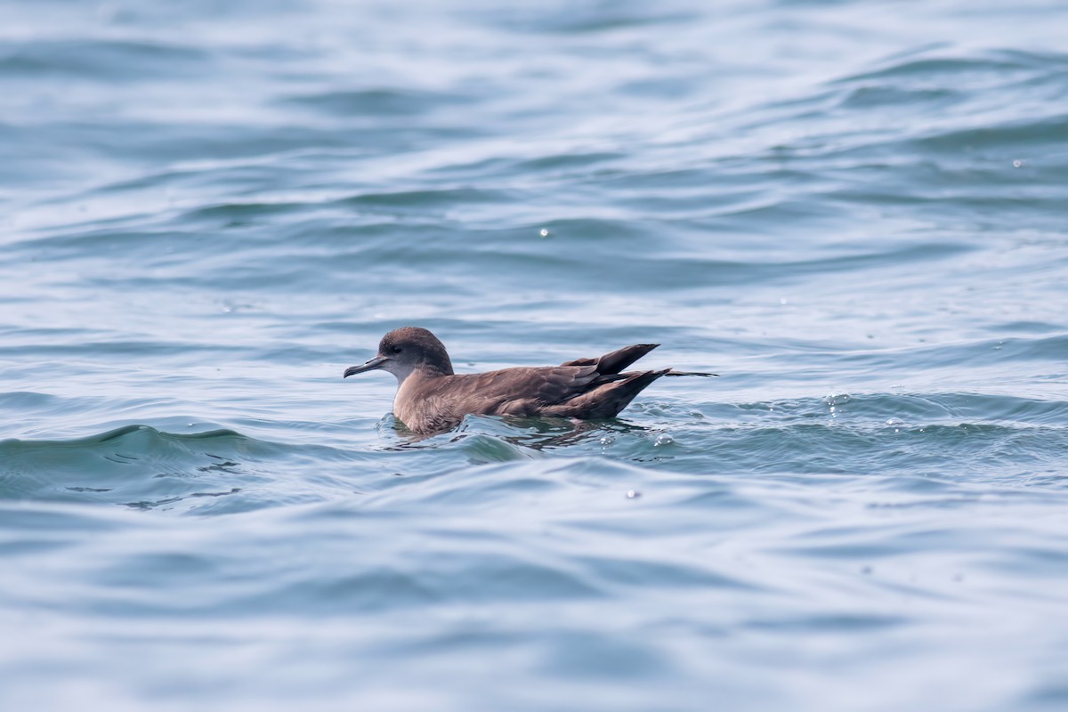 Short-tailed Shearwater - ML647755513
