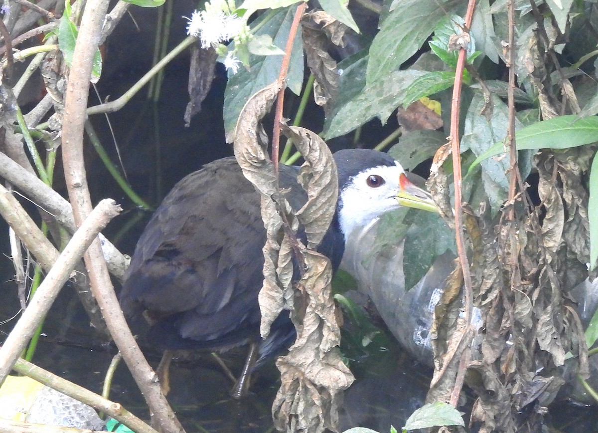 White-breasted Waterhen - ML647755516