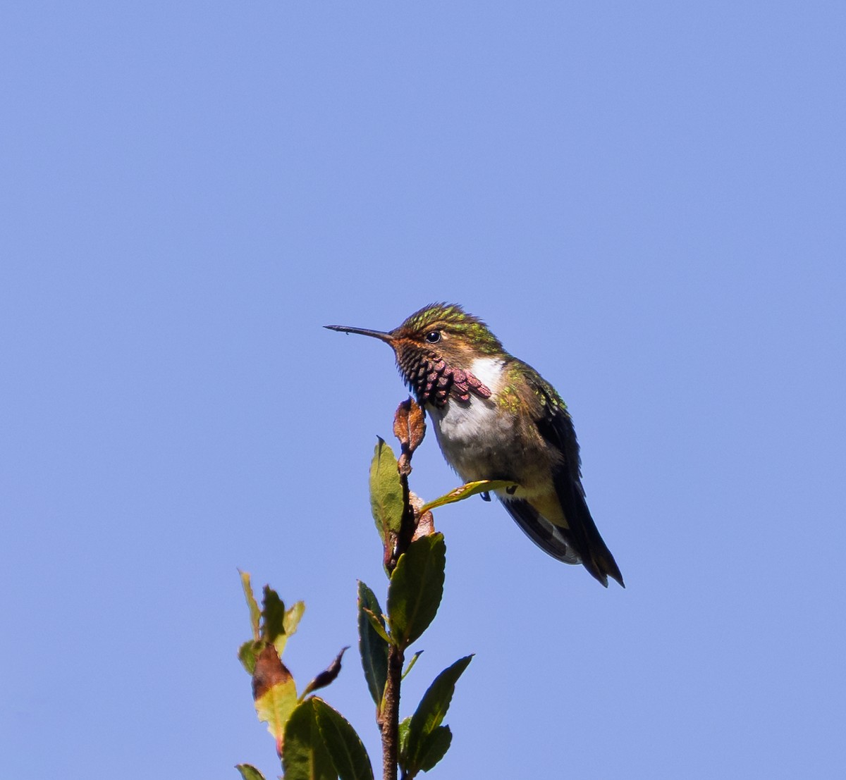 Volcano Hummingbird - ML647755519