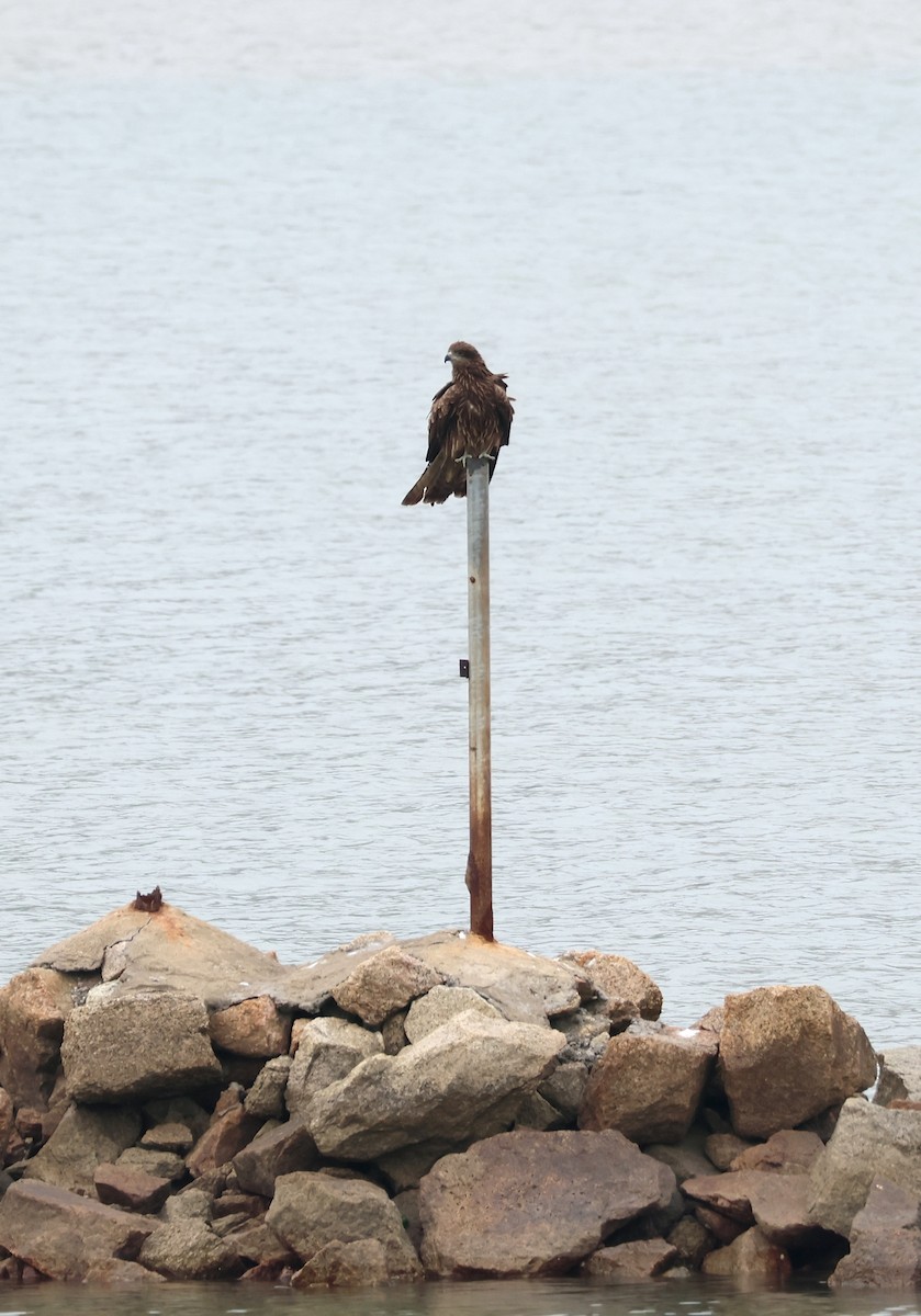 Black Kite - ML647755521