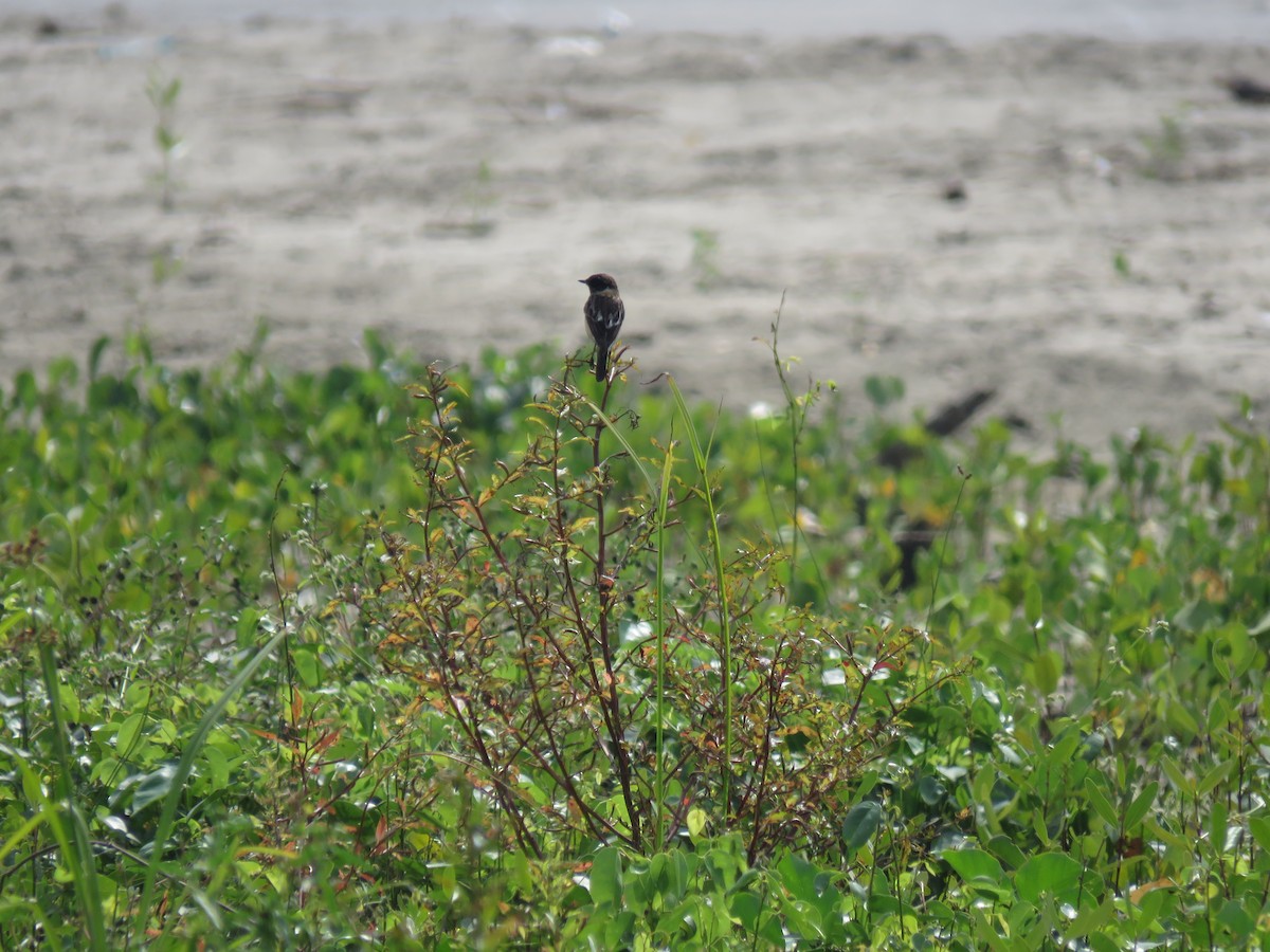 Siberian Stonechat - ML647755522