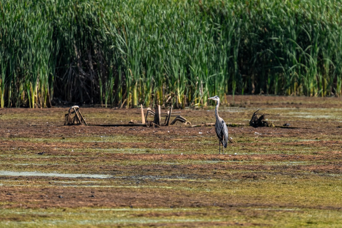 Great Blue Heron - ML647755523
