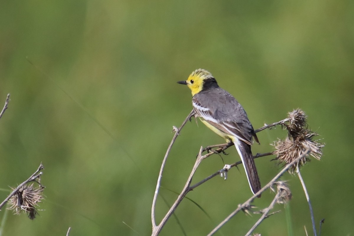 Citrine Wagtail - ML647755524