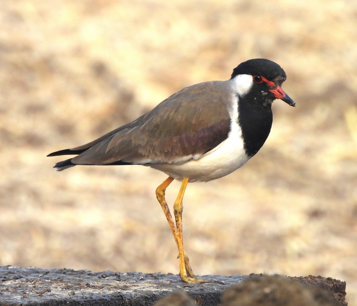 Red-wattled Lapwing - ML647755525