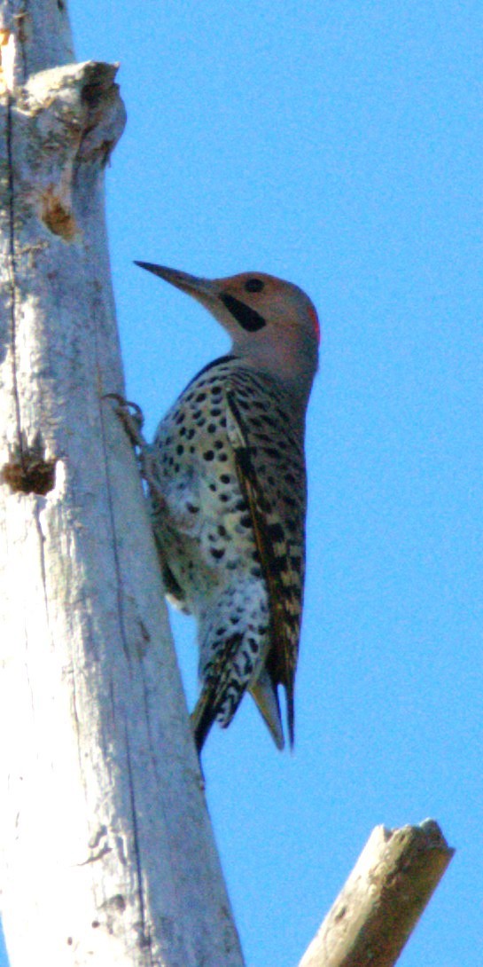 Northern Flicker - ML647755526