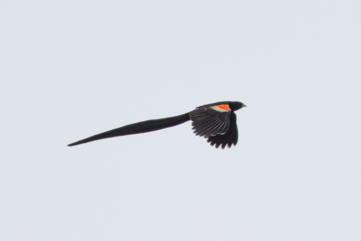 Red-collared Widowbird - ML647755527