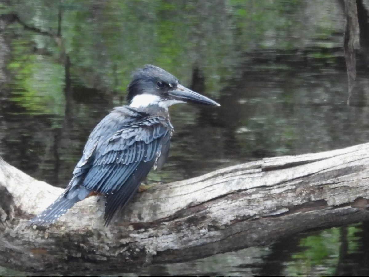 Ringed Kingfisher - ML647755528