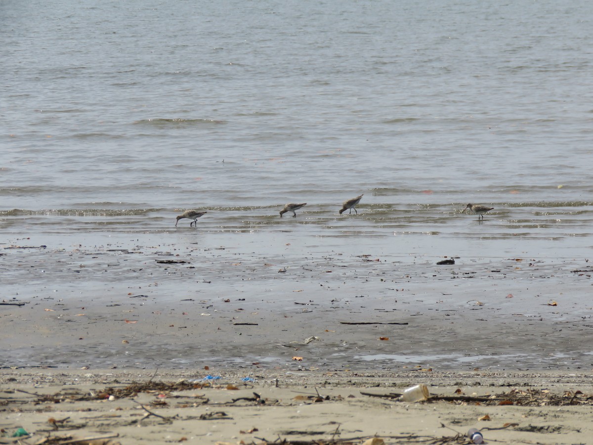 Bar-tailed Godwit - ML647755529