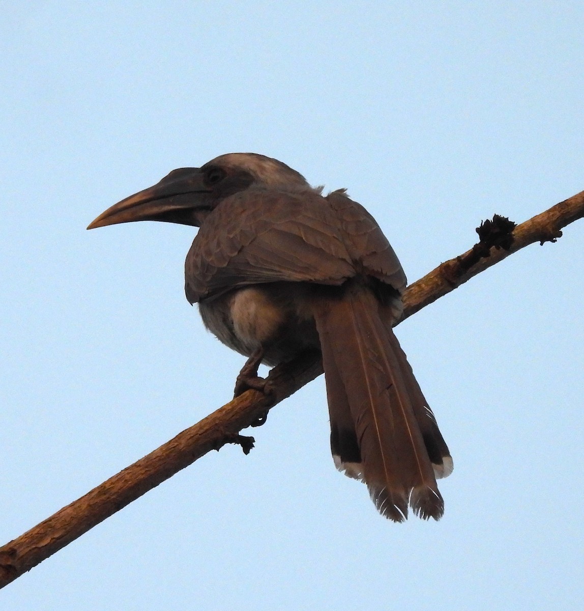 Indian Gray Hornbill - ML647755530
