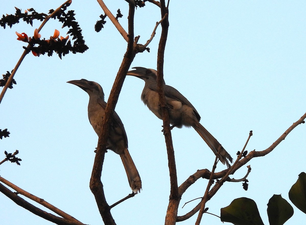 Indian Gray Hornbill - ML647755531