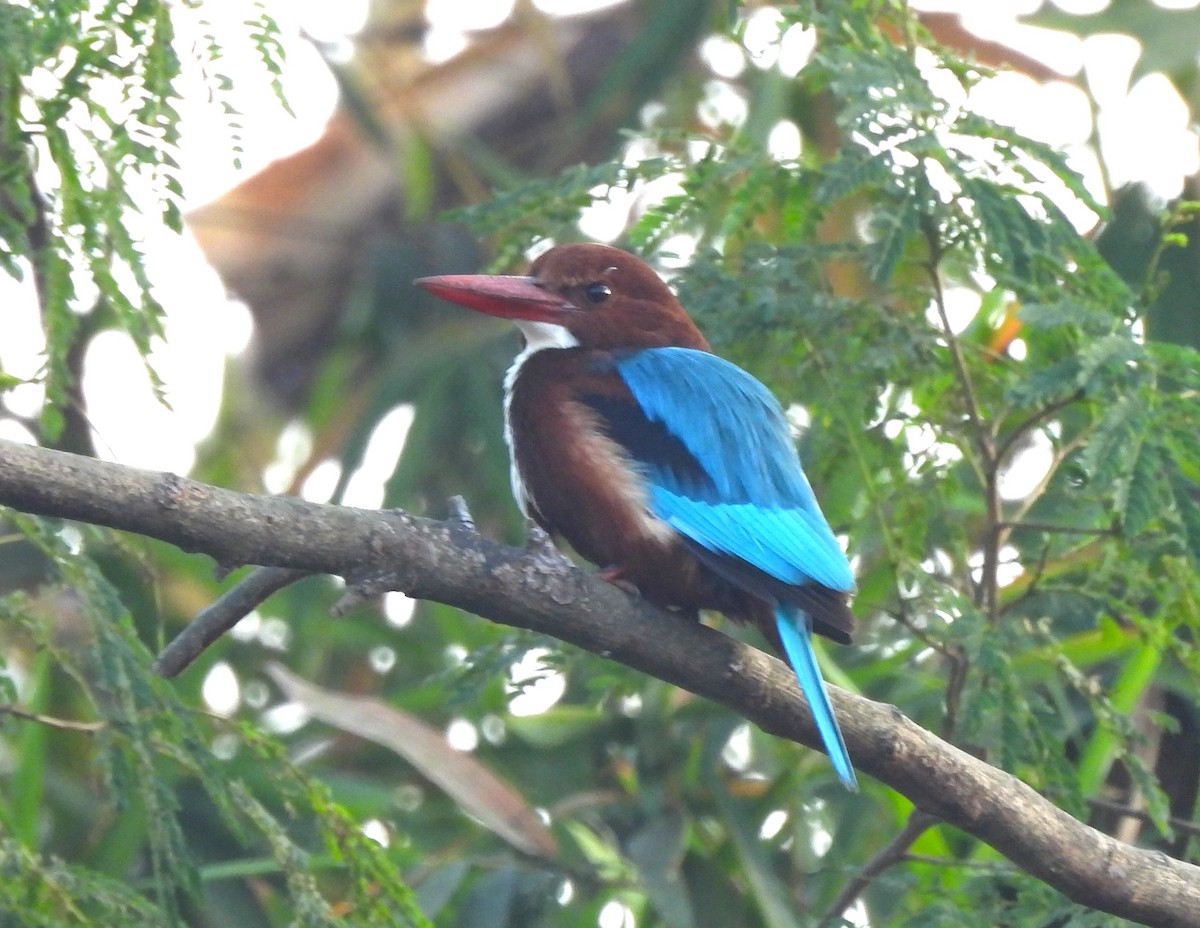 White-throated Kingfisher - ML647755540