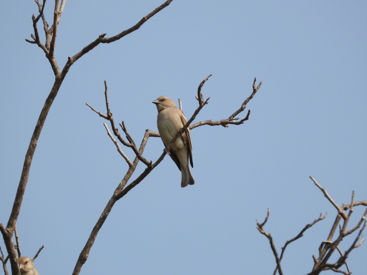 Yellow-throated Sparrow - ML647755542