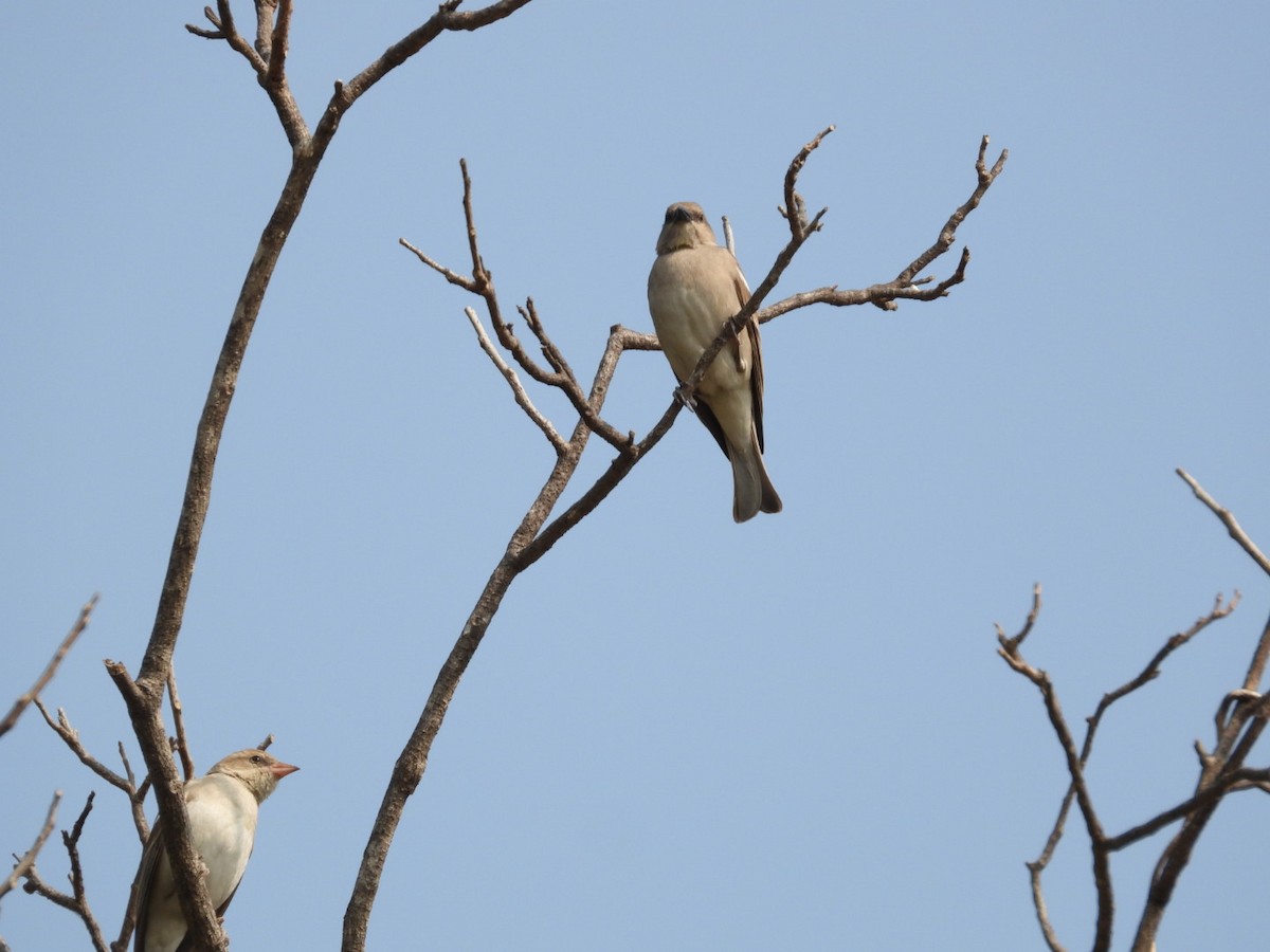 Yellow-throated Sparrow - ML647755543