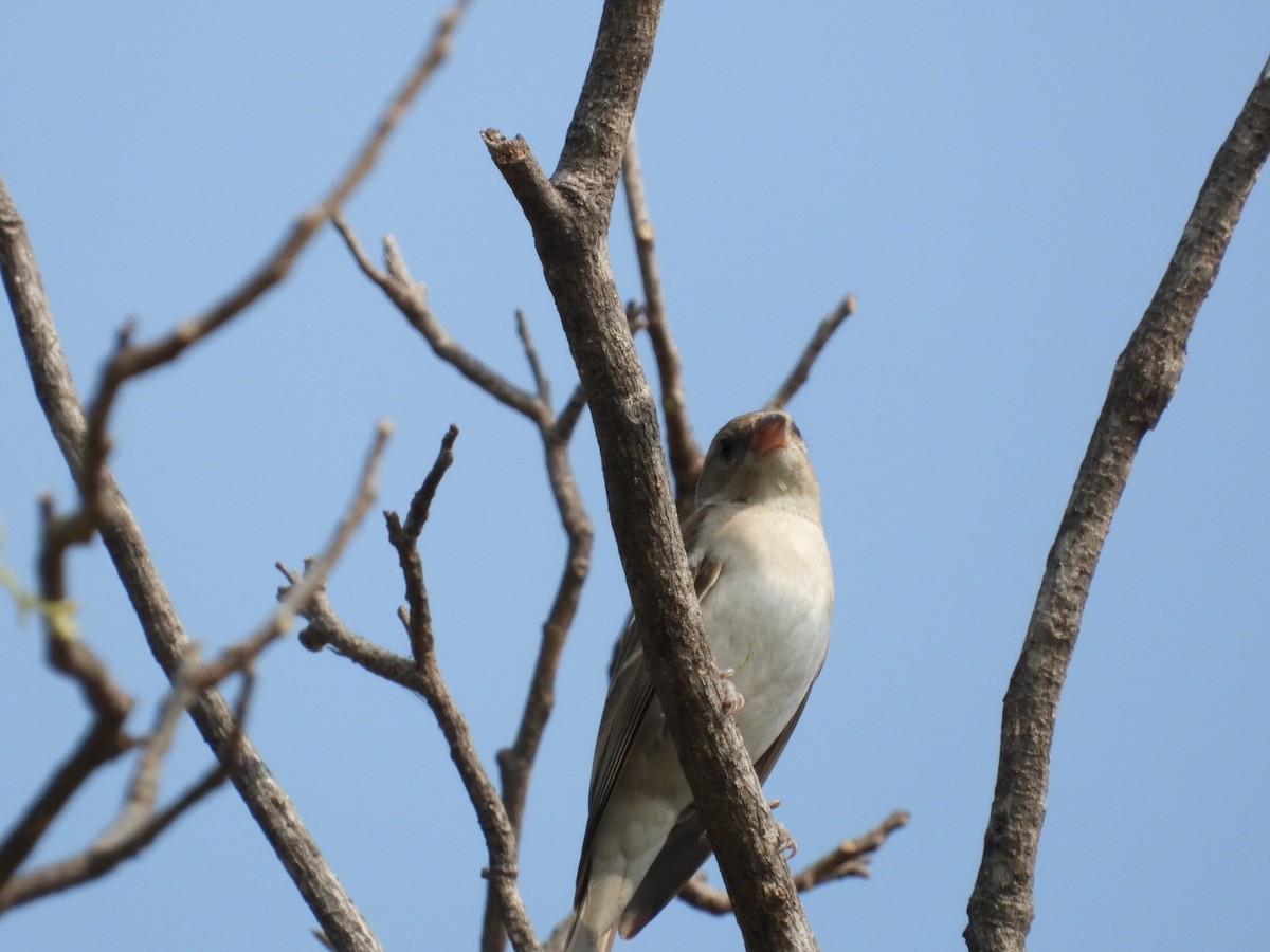 Yellow-throated Sparrow - ML647755544