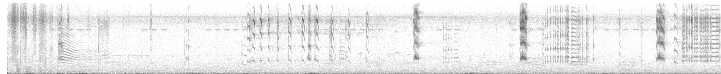 Talève à tête grise - ML647755554