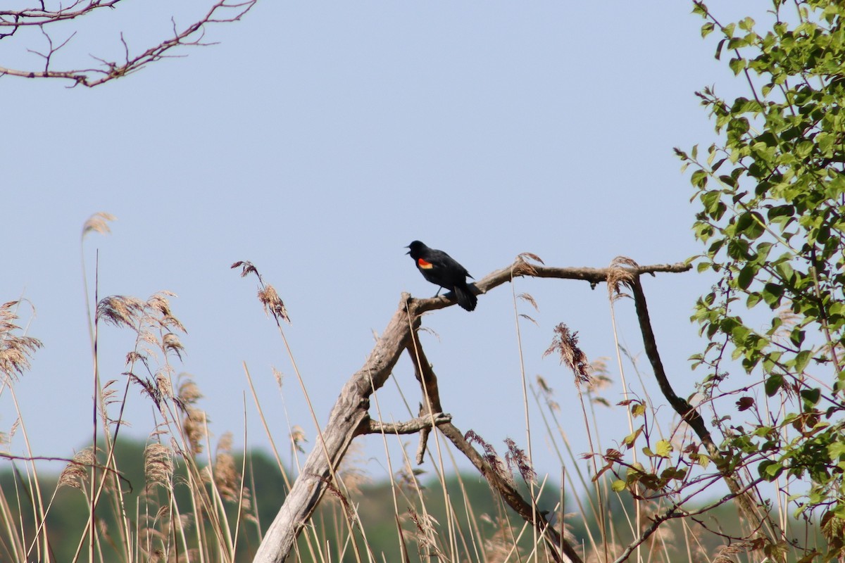 Red-winged Blackbird - ML647755596