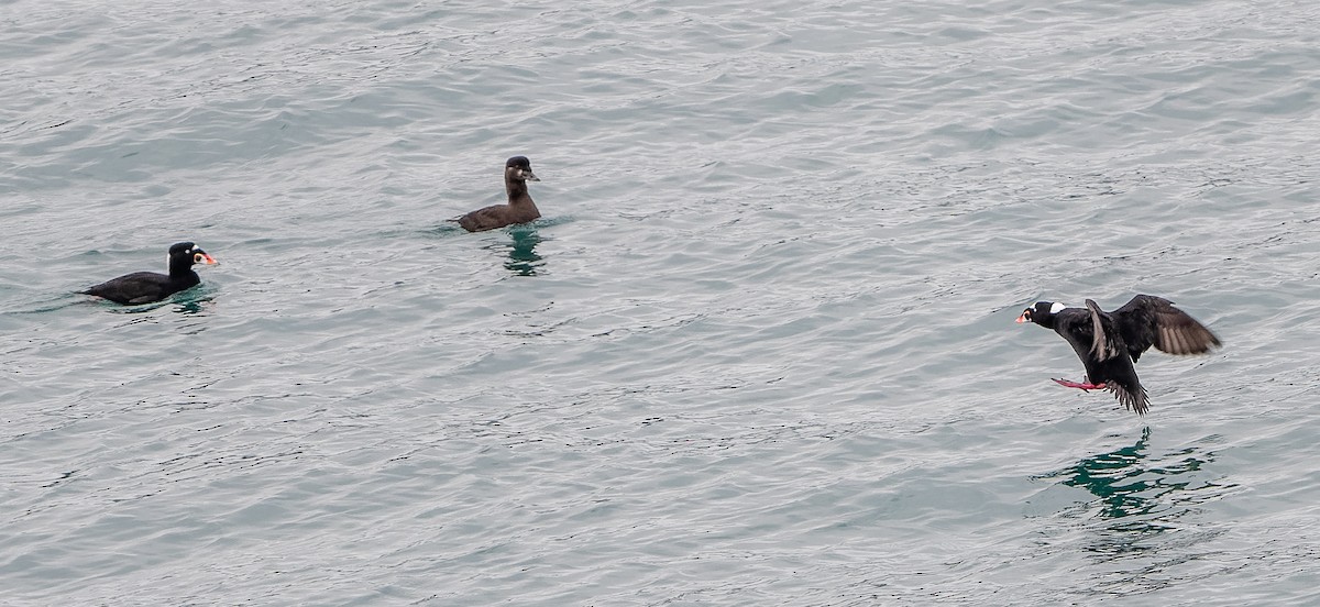 Macreuse à front blanc - ML647755607