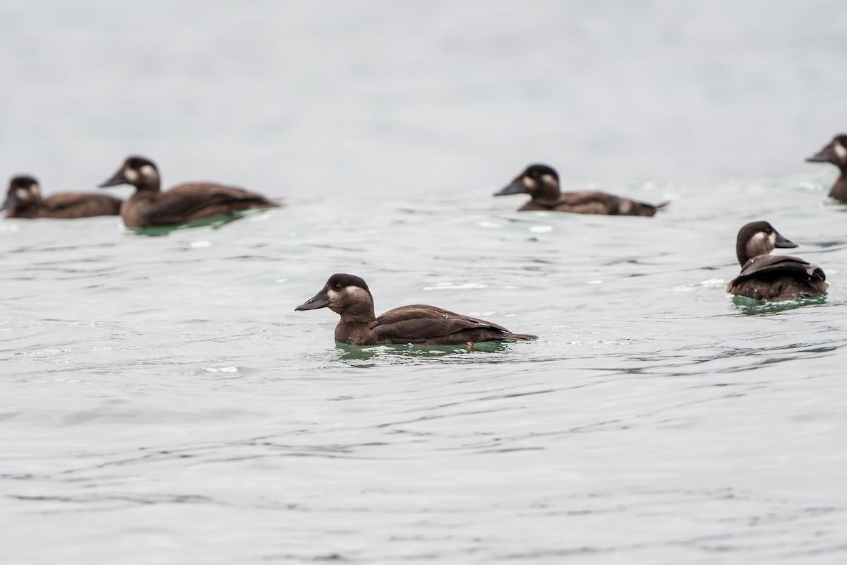 Macreuse à front blanc - ML647755608