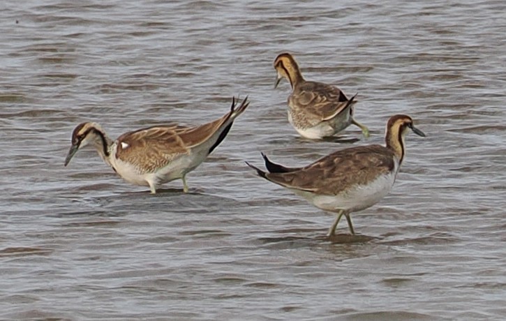 Pheasant-tailed Jacana - ML647755643
