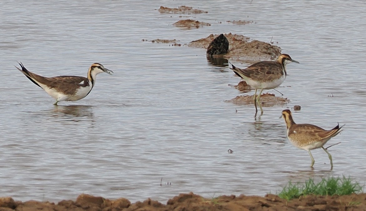Pheasant-tailed Jacana - ML647755644
