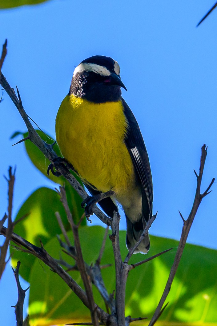 Bananaquit - ML647755650