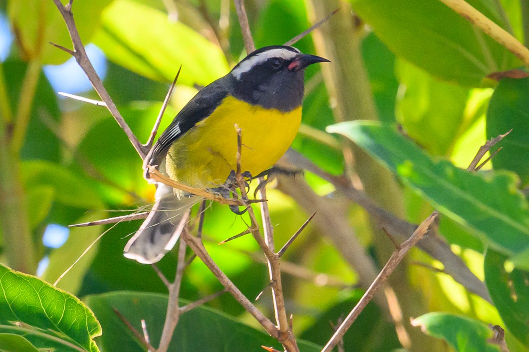 Bananaquit - ML647755651
