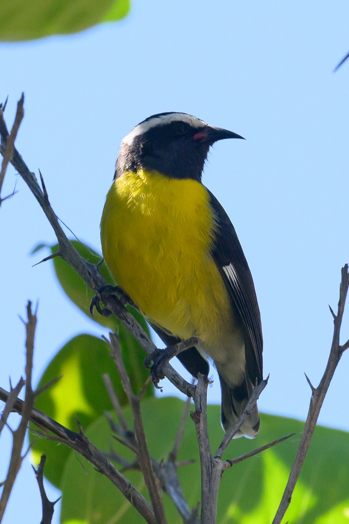 Bananaquit - ML647755652