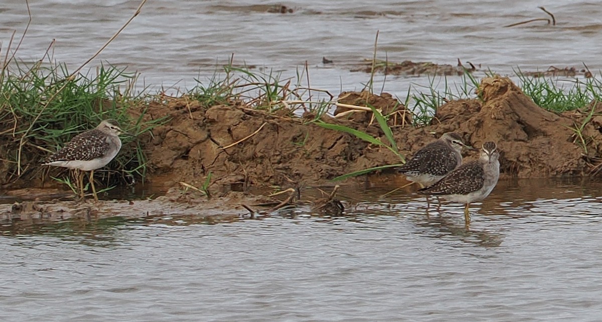 vodouš bahenní - ML647755653