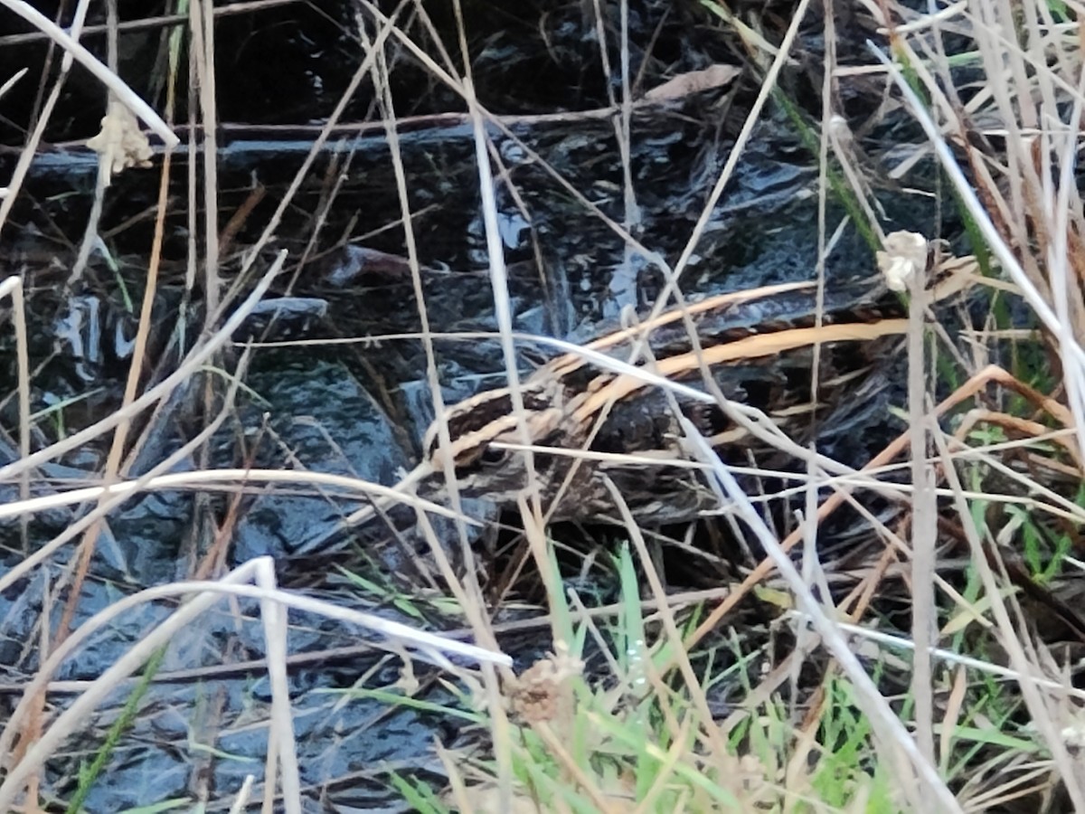 小鷸 - ML647755685