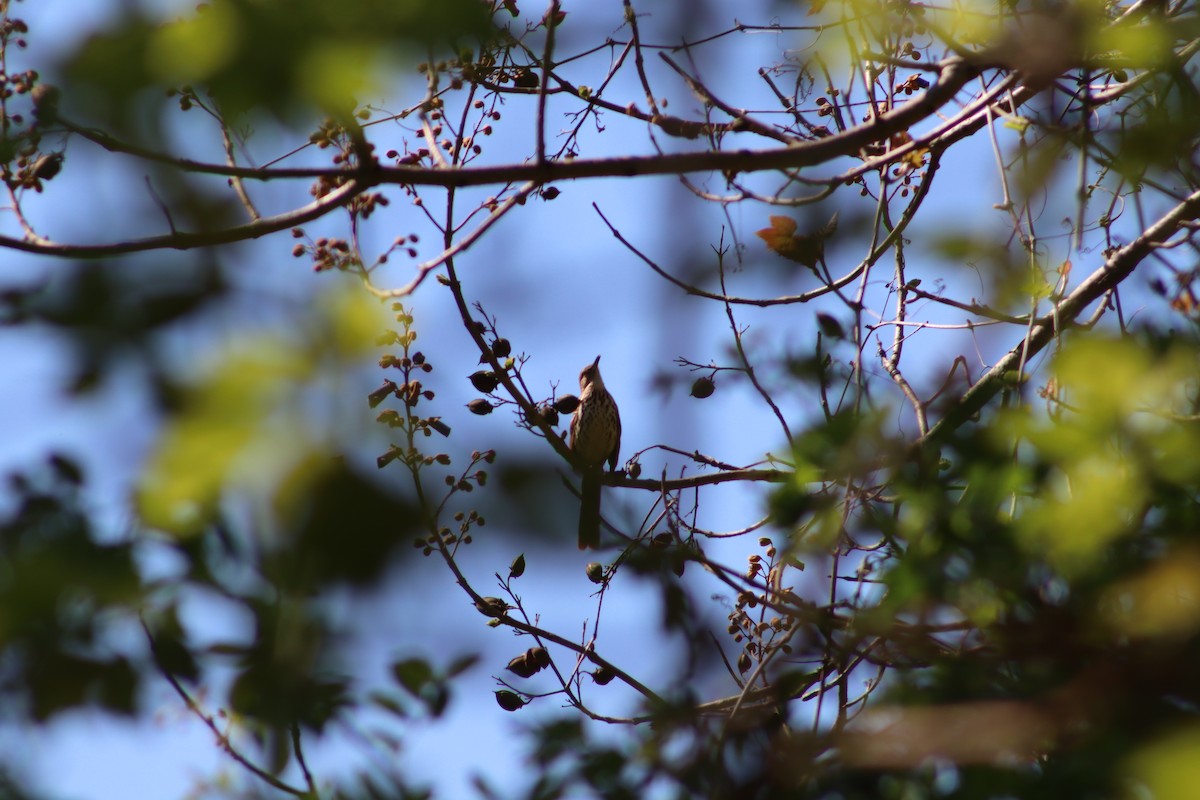 Brown Thrasher - ML647755705