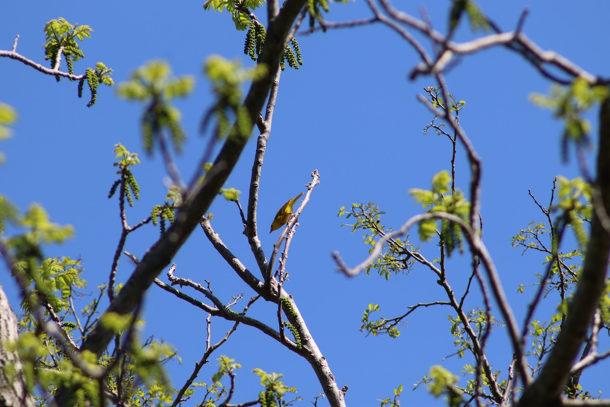 Northern Yellow Warbler - ML647755713