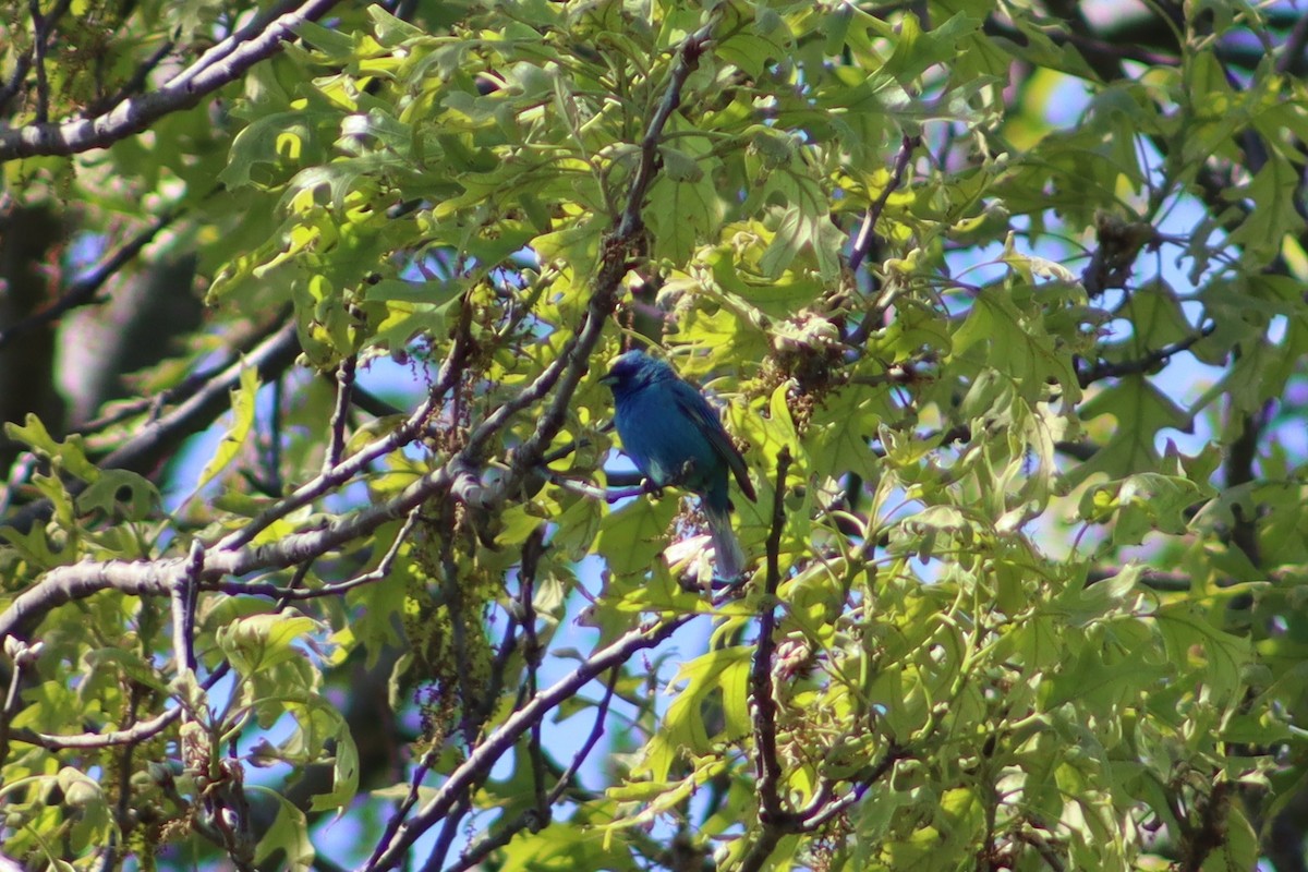 Indigo Bunting - ML647755720