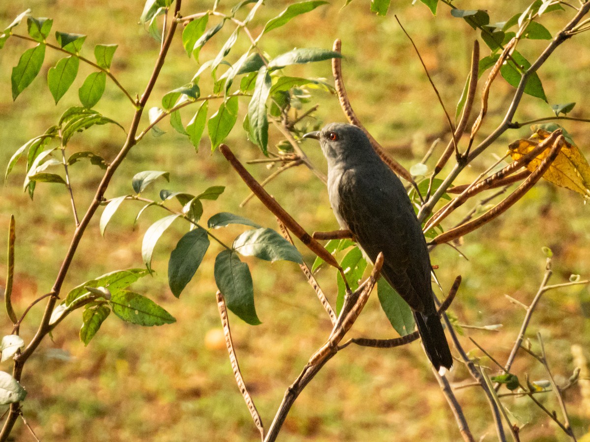 Gray-bellied Cuckoo - ML647755722
