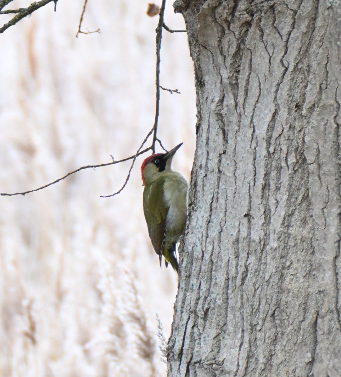 žluna zelená - ML647755724