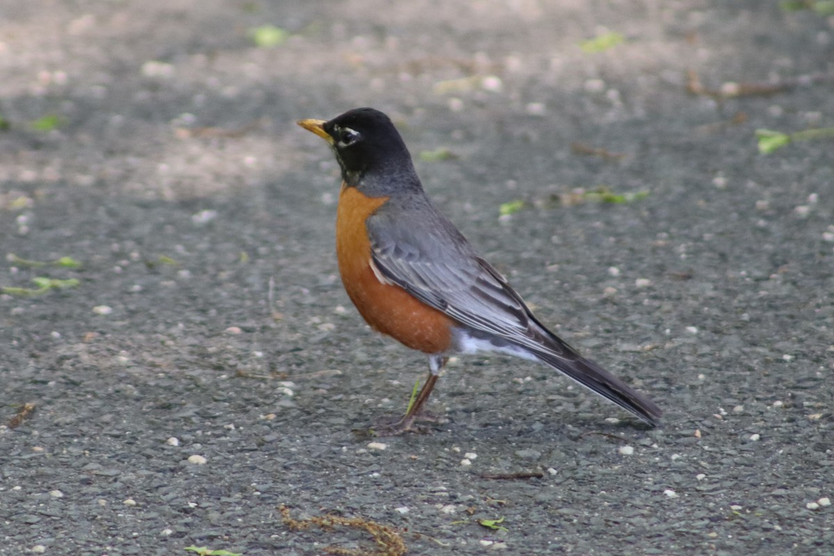 American Robin - ML647755754