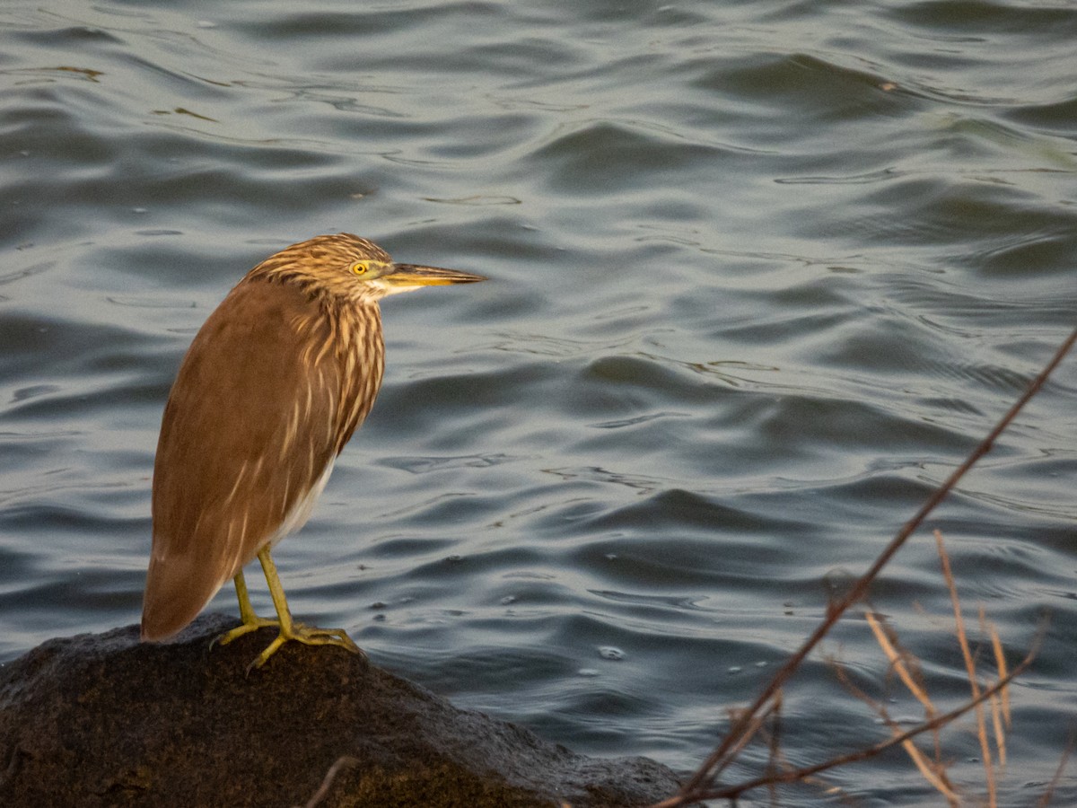 Indian Pond-Heron - ML647755795