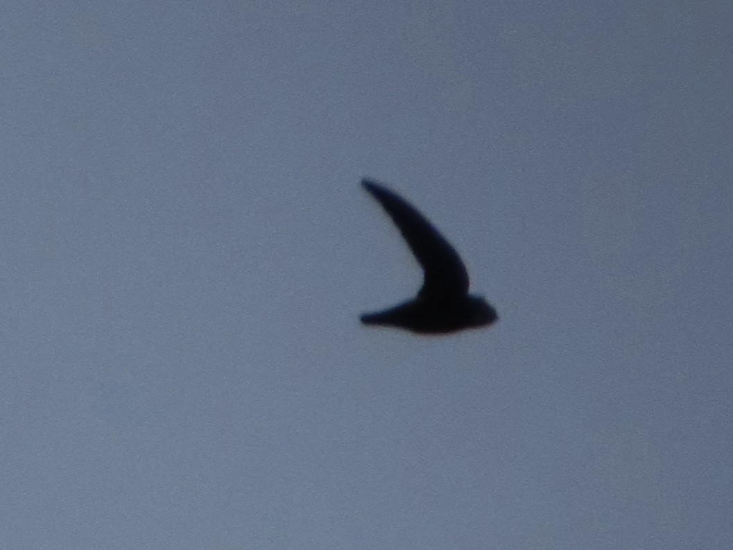 House Swift - ML647755832