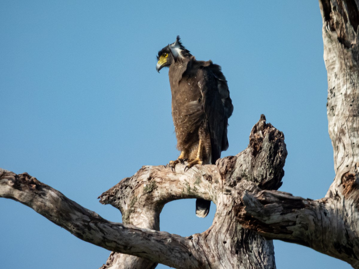 Хохлатый змееяд [группа cheela] - ML647755836