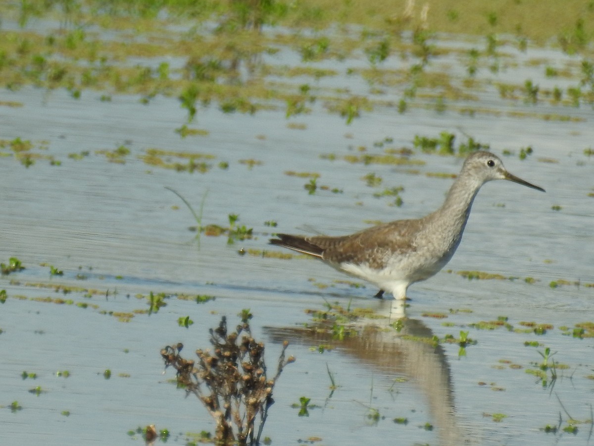 Solitary Sandpiper - ML647755858