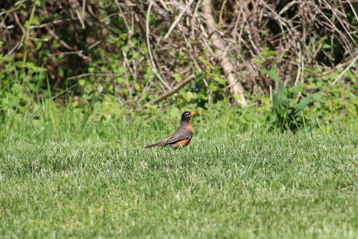 American Robin - ML647755861