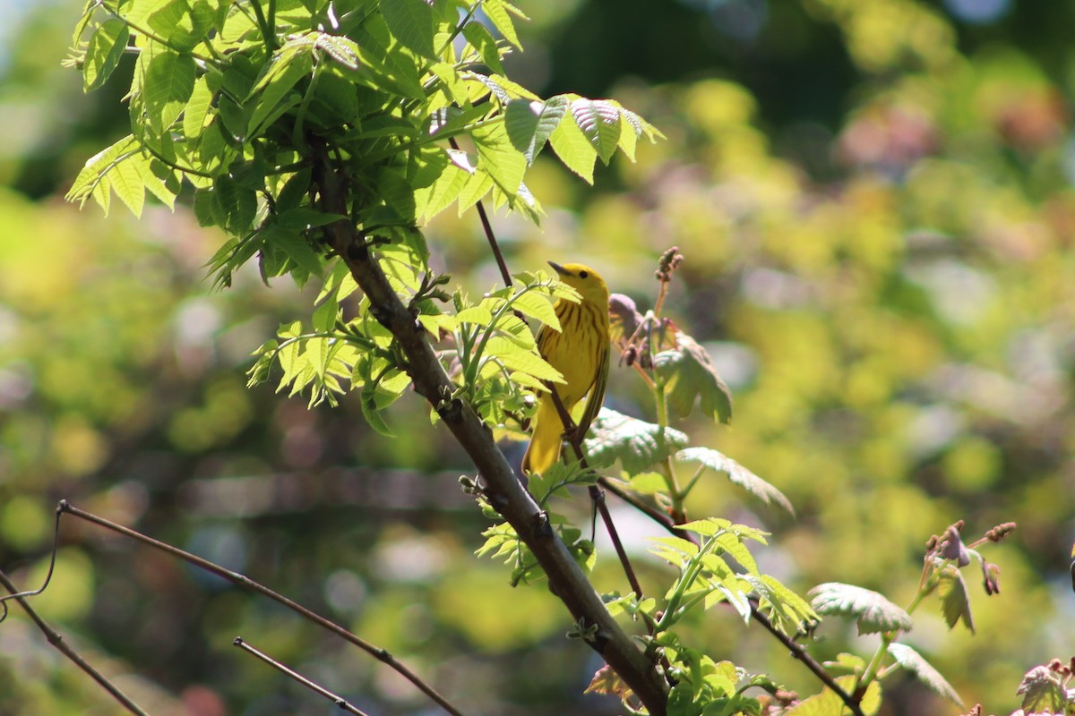 Northern Yellow Warbler - ML647755889