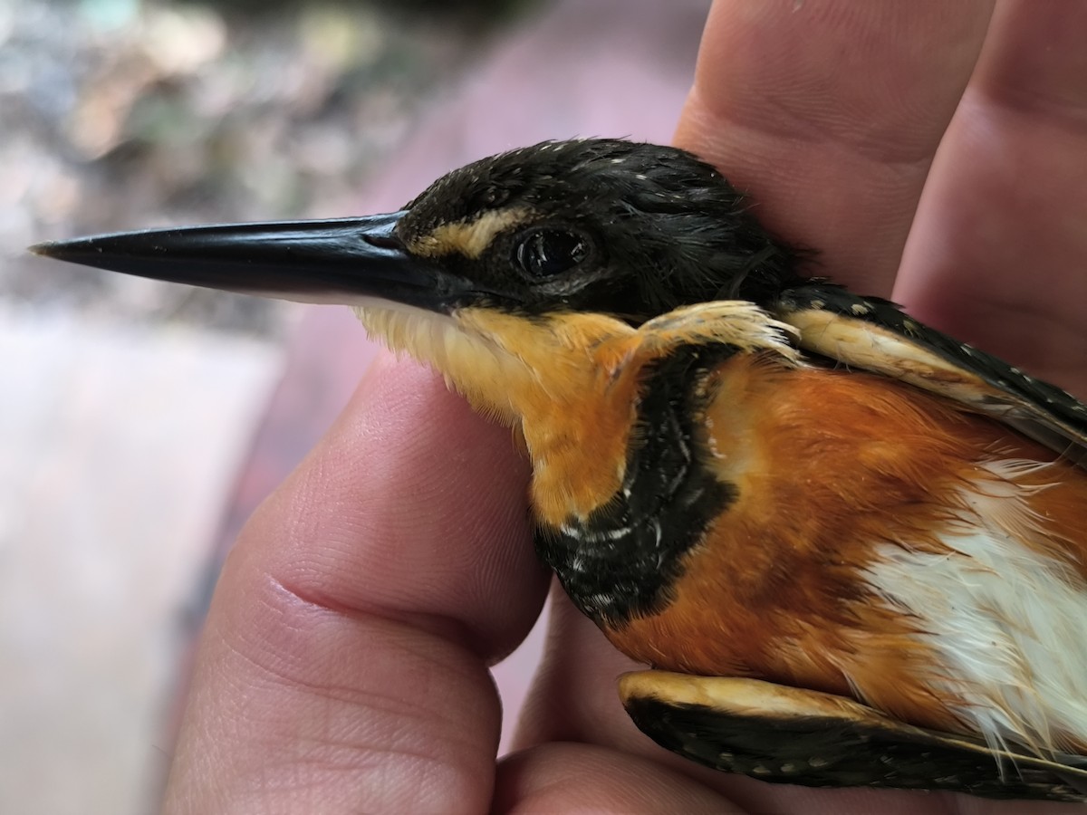 American Pygmy Kingfisher - ML647755894