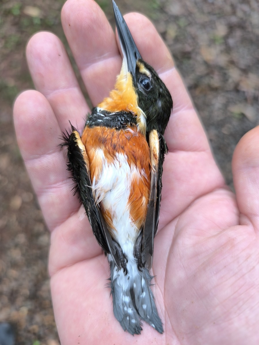 American Pygmy Kingfisher - ML647755919