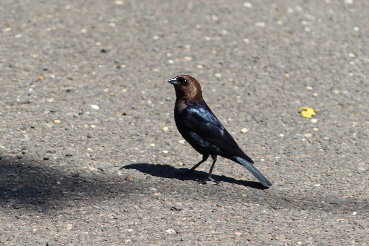 Braunkopf-Kuhstärling - ML647755932